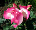 Rosella rose photo