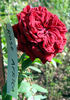 Africa Rose rose photo