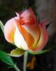 Avandel rose photo