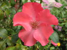 Flower Carpet Coral rose photo