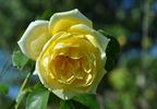 Casino ® rose photo