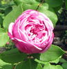 Adrienne de Cardoville rose photo