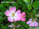 Rosa Sternenflor rose photo