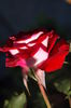 Jolene Adams rose photo
