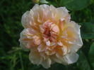 Hérodiade rose photo