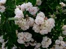 Corsana rose photo