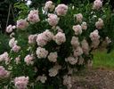 Corsana rose photo