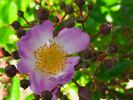 Crocata rose photo