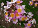 Crocata rose photo