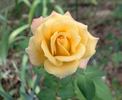 Gail rose photo