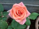 Tina Turner rose photo