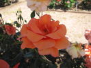 Doctor Vasquez rose photo