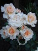 Marjolaine ® rose photo