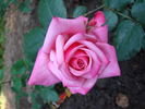 Gräfin Sonja ™ rose photo