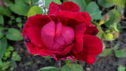 Comtesse O'Gorman rose photo