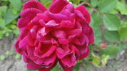 Comtesse O'Gorman rose photo