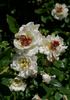 Jeanne Richert rose photo