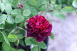 Directeur Alphand rose photo
