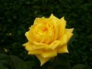 Goldschmied rose photo