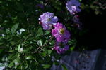 Geheimrat Dr. Mittweg rose photo