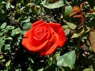 Komet rose photo