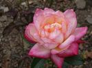 Permoser rose photo