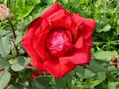 Ballade rose photo