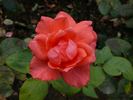 Basilika rose photo