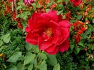 Forst rose photo