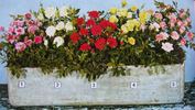 Little Buckaroo rose photo