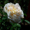 Marco rose photo