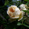 Marco rose photo