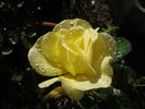 Bright Smile ® rose photo