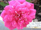 Norwich Sweetheart ™ rose photo