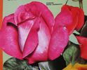 Signora Maria Sgaravatti rose photo