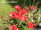 Schwarzwaldfeuer rose photo