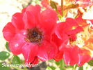 Schwarzwaldfeuer rose photo