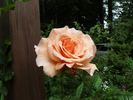 Erzgebirgsrose rose photo