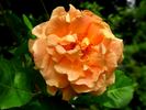 Erzgebirgsrose rose photo