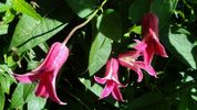 Princess Diana clematis photo