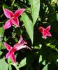 Princess Diana clematis photo