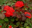 Artistry rose photo