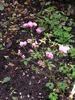 1-72-1DLFED3 rose photo