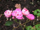 1-72-1DLFED3 rose photo