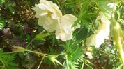 Colibri rose photo