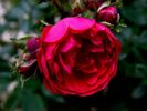 Morinda rose photo