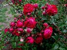 Morinda rose photo