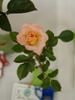 Hanky Panky rose photo