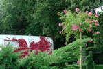 Schuss ® rose photo