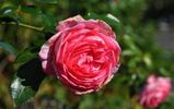 Madame de Staël rose photo